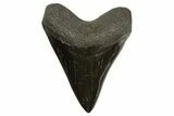Fossil Megalodon Tooth - Polished Blade #339286-1